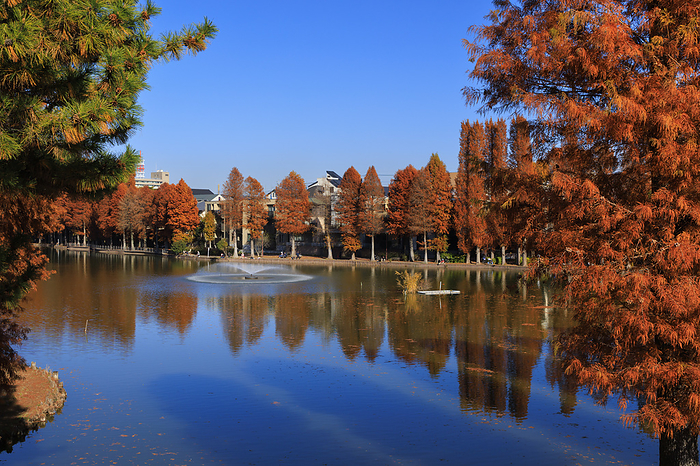 Autumn leaves of metasequoia Bessho Swamp Park, Saitama, Japan