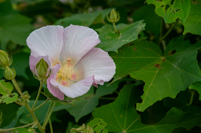 cotton rosemallow (Hibiscus mutabilis)