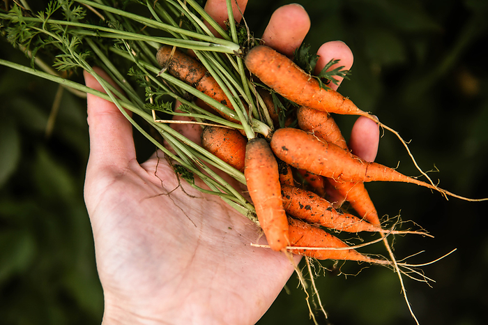 Cropped hand of woman holding organic  carrots at farm, by Cavan Images / Inna Chernysh