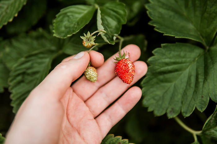 Cropped image of woman picking strawberry from plant, by Cavan Images / Inna Chernysh