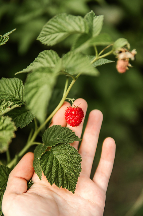Hand picked freshly raspberries in garden, by Cavan Images / Inna Chernysh