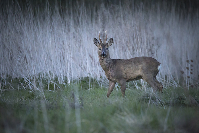 A male roe deer in a reedbed, by Cavan Images / Jason Parry-Wilson