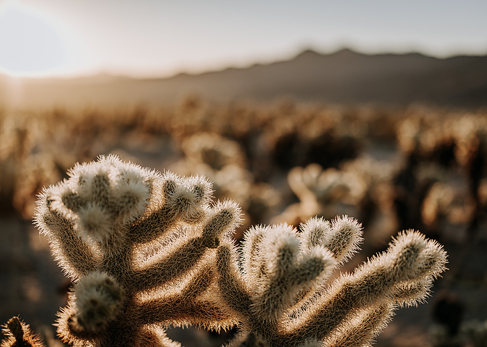 Cholla cactus at sunrise in Joshua tree National Park, California., by Cavan Images / Chris Bennett