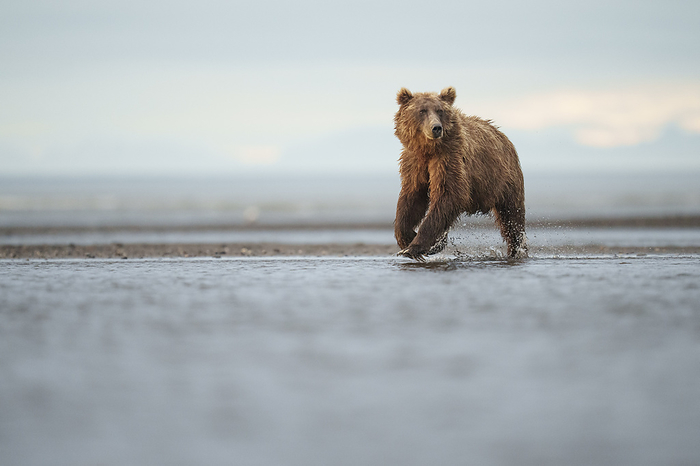 Brown Bear Sow Running For Fish, by Cavan Images / Annalise Kaylor