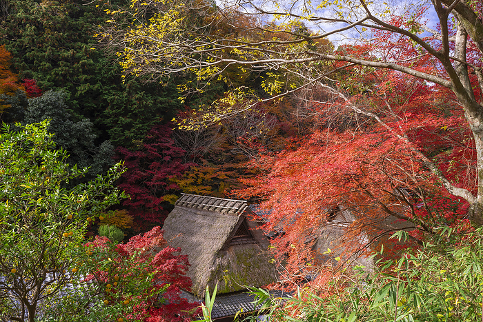 Autumn leaves in Saga-Toriihon, Sagano, Kyoto