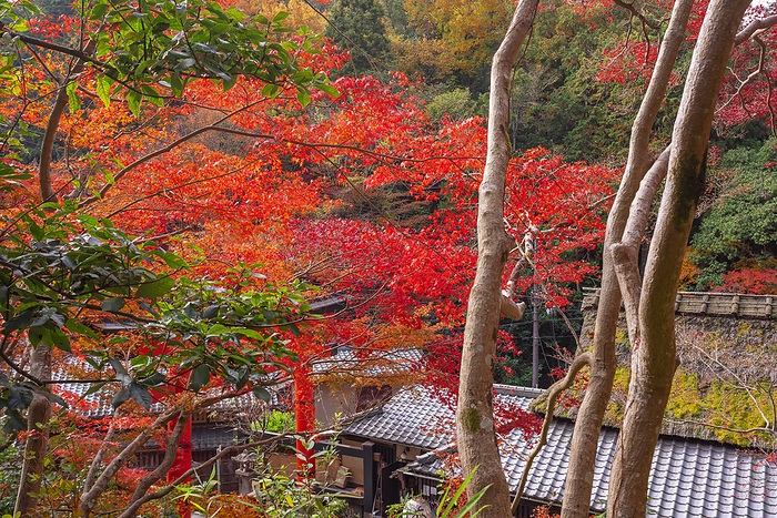 Autumn leaves in Saga-Toriihon, Sagano, Kyoto
