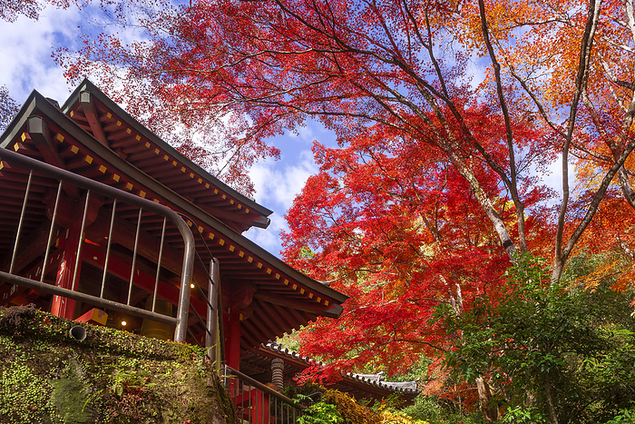 Autumn leaves at Atago Nenbutsu-ji Temple Sagano, Kyoto