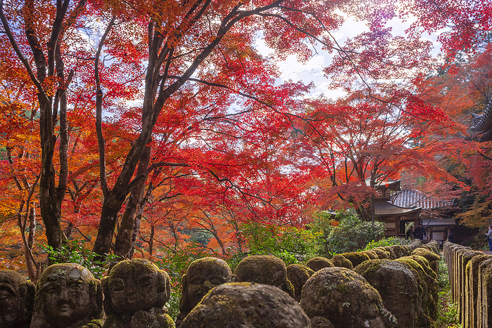 Autumn leaves at Atago Nenbutsu-ji Temple Sagano, Kyoto