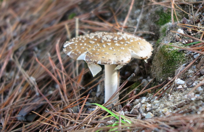 A member of the Tengutake mushroom family in dead pine leaves.