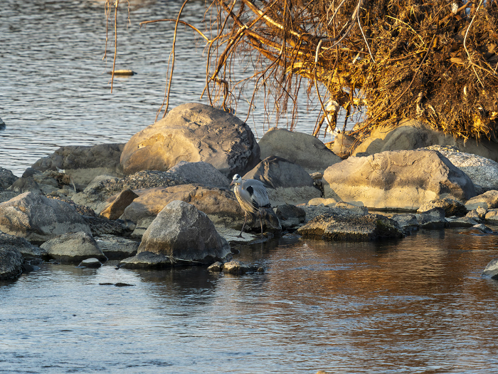 A great blue heron searches for prey on a river lit by the morning glow.