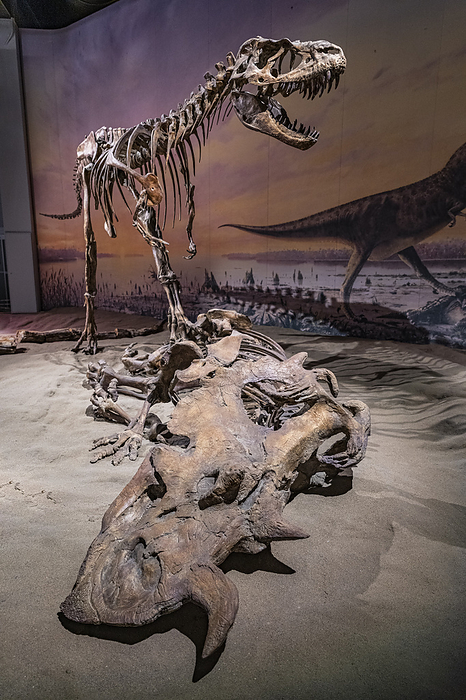 Dinosaur exhibits, Royal Tyrrell Museum, Drumheller, Alberta, Canada, North America Dinosaur exhibits, Royal Tyrrell Museum, Drumheller, Alberta, Canada, North America, by Michael Runkel