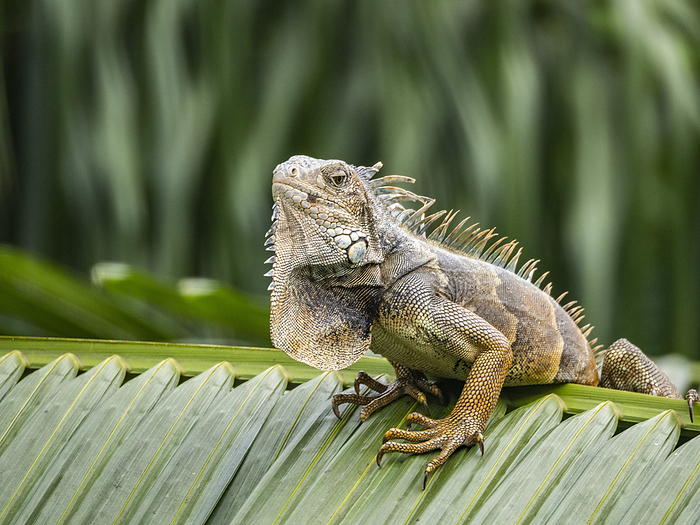 An adult male green Iguana  Iguana iguana , basking in the sun at the airport in Guayaquil, Ecuador, South America An adult male green Iguana  Iguana iguana , basking in the sun at the airport in Guayaquil, Ecuador, South America, by Michael Nolan