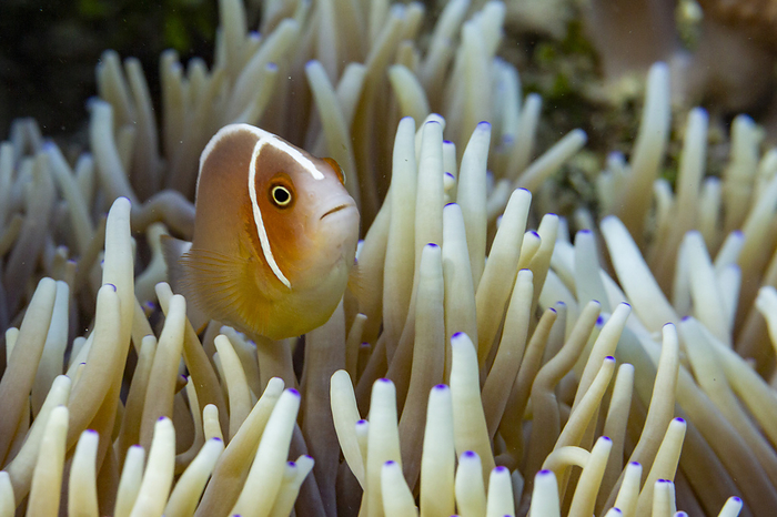 An adult pink skunk anemonefish  Amphiprion perideraion , swimming on the reef off Bangka Island, Indonesia, Southeast Asia An adult pink skunk anemonefish  Amphiprion perideraion , swimming on the reef off Bangka Island, Indonesia, Southeast Asia, by Michael Nolan