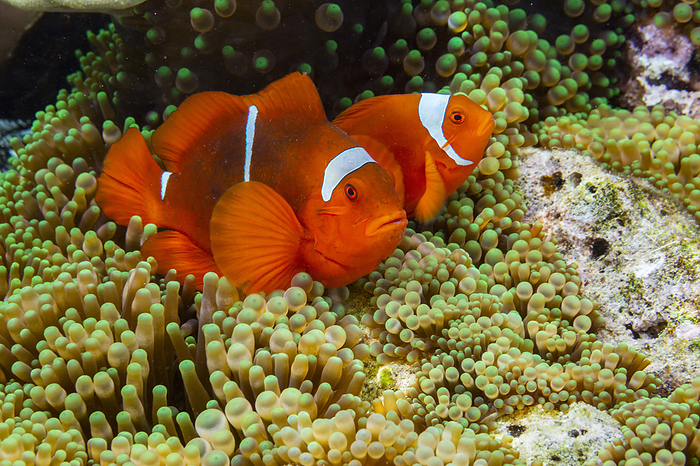 A pair of spine cheek clownfish  Amphiprion biaculeatus , Pulau Gam night snorkel off Wohof Island, Raja Ampat, Indonesia, Southeast Asia A pair of spine cheek clownfish  Amphiprion biaculeatus , Pulau Gam night snorkel off Wohof Island, Raja Ampat, Indonesia, Southeast Asia, by Michael Nolan