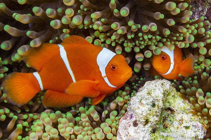 A pair of spine cheek clownfish  Amphiprion biaculeatus , tucked into an anemone off Wohof Island, Raja Ampat, Indonesia, Southeast Asia A pair of spine cheek clownfish  Amphiprion biaculeatus , tucked into an anemone off Wohof Island, Raja Ampat, Indonesia, Southeast Asia, by Michael Nolan