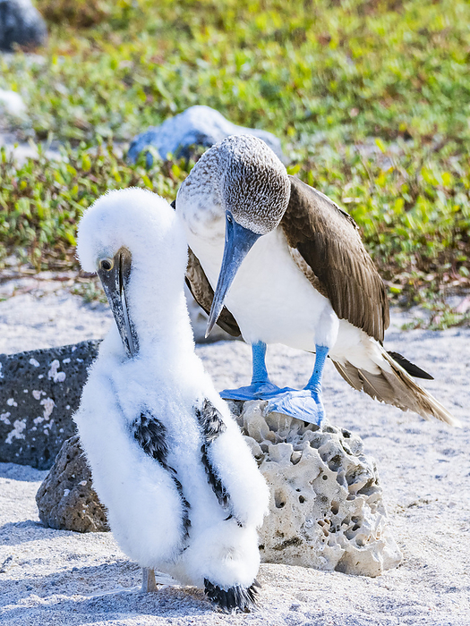 Adult Blue footed booby  Sula nebouxii  with chick on North Seymour Island, Galapagos Islands, UNESCO World Heritage Site, Ecuador, South America Adult Blue footed booby  Sula nebouxii  with chick on North Seymour Island, Galapagos Islands, UNESCO World Heritage Site, Ecuador, South America, by Michael Nolan