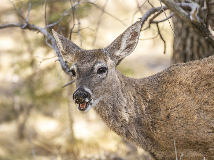 An young white tailed deer  Odocoileus virginianus , Big Bend National Park, Texas, United States of America, North America An young white tailed deer  Odocoileus virginianus , Big Bend National Park, Texas, United States of America, North America, by Michael Nolan