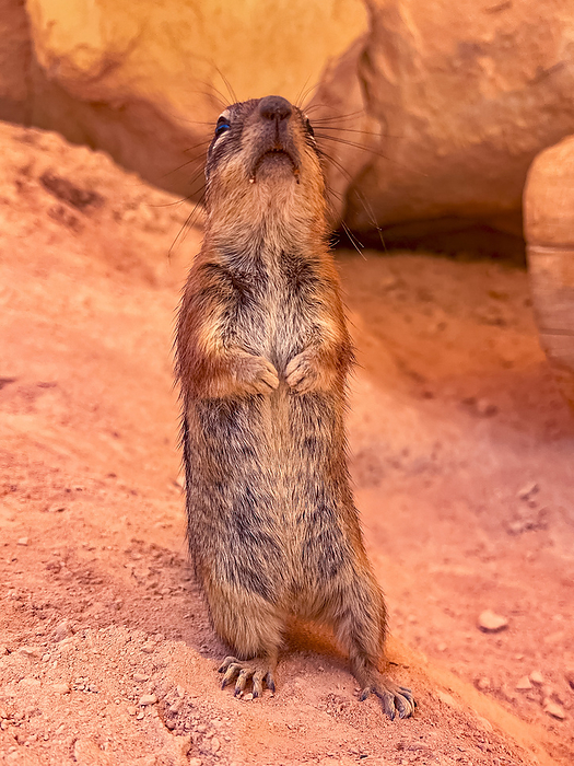 An adult golden mantled ground squirrel  Callospermophilus lateralis , in Bryce Canyon National Park, Utah, United States of America, North America An adult golden mantled ground squirrel  Callospermophilus lateralis , in Bryce Canyon National Park, Utah, United States of America, North America, by Michael Nolan