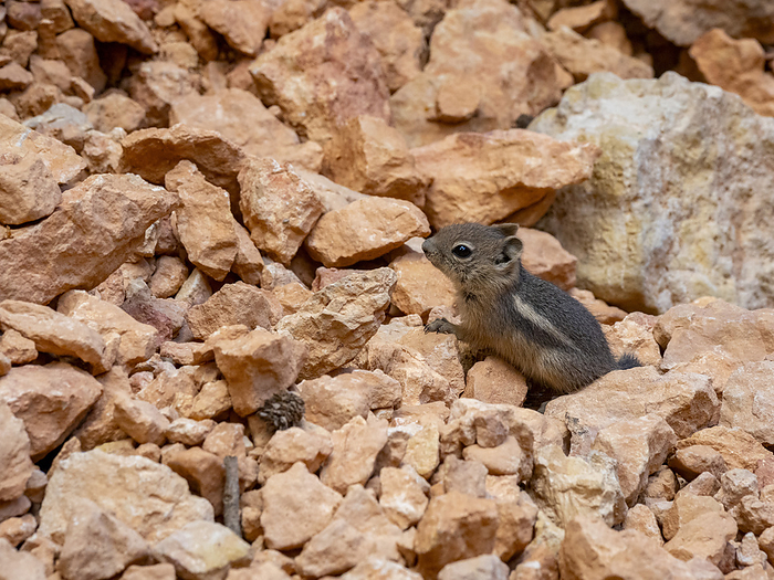 A young golden mantled ground squirrel  Callospermophilus lateralis , in Bryce Canyon National Park, Utah, United States of America, North America A young golden mantled ground squirrel  Callospermophilus lateralis , in Bryce Canyon National Park, Utah, United States of America, North America, by Michael Nolan