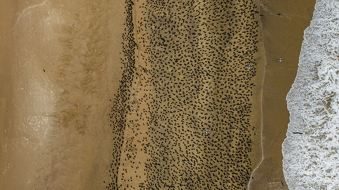 Aerial of massive numbers of Cormorants on the sand dunes along the Atlantic coast, Namibe  Namib  desert, Iona National Park, Namibe, Angola, Africa Aerial of massive numbers of Cormorants on the sand dunes along the Atlantic coast, Namibe  Namib  desert, Iona National Park, Namibe, Angola, Africa, by Michael Runkel
