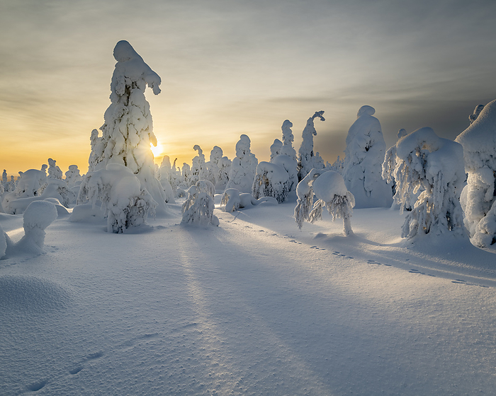 Frozen trees  Tykky  and mountain hare tracks on Kuntivaara Fell, Finland, Europe Frozen trees  Tykky  and mountain hare tracks on Kuntivaara Fell, Finland, Europe, by Robert Canis