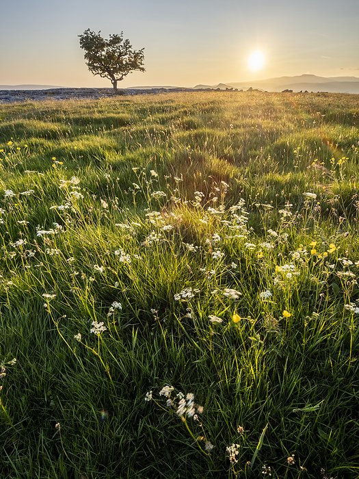 Flowers, grass and lone Hawthorn tree in evening sunlight, Winskill Stones Nature Reserve, Stainforth, Yorkshire Dales National Park, Yorkshire, England, United Kingdom, Europe Flowers, grass and lone Hawthorn tree in evening sunlight, Winskill Stones Nature Reserve, Stainforth, Yorkshire Dales National Park, Yorkshire, England, United Kingdom, Europe, by Robert Canis