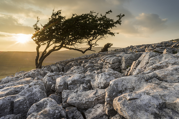 Limestone pavement and wind bent Hawthorn tree, Twisleton Scar, evening sunlight in summer, Yorkshire Dales National Park, Yorkshire, England, United Kingdom, Europe Limestone pavement and wind bent Hawthorn tree, Twisleton Scar, evening sunlight in summer, Yorkshire Dales National Park, Yorkshire, England, United Kingdom, Europe, by Robert Canis