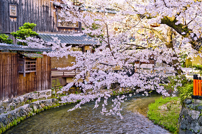 Gion Shirakawa Cherry blossoms Kyoto City, Kyoto Prefecture