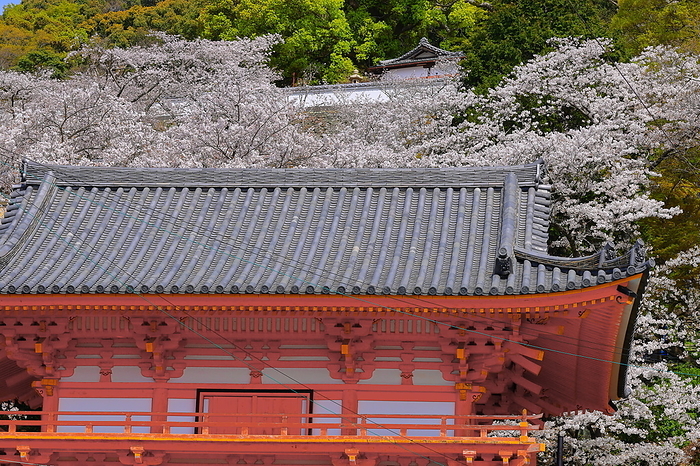 Buddhist temple and cherry blossoms at Kimiidera Temple, Wakayama Prefecture