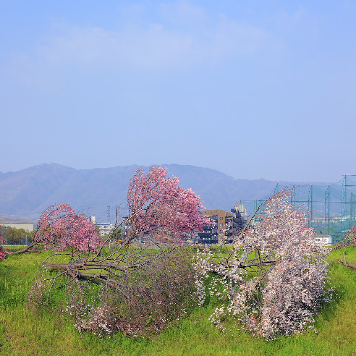 7 months after Typhoon No. 21 in 2018, fallen cherry trees (Katsuragawa Ryokuchi, Kyoto City)