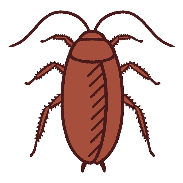 Illustration of a real cockroach