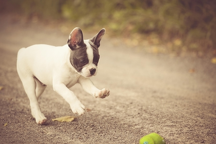 French bulldog French Bulldog, puppy playing with a ball on a path