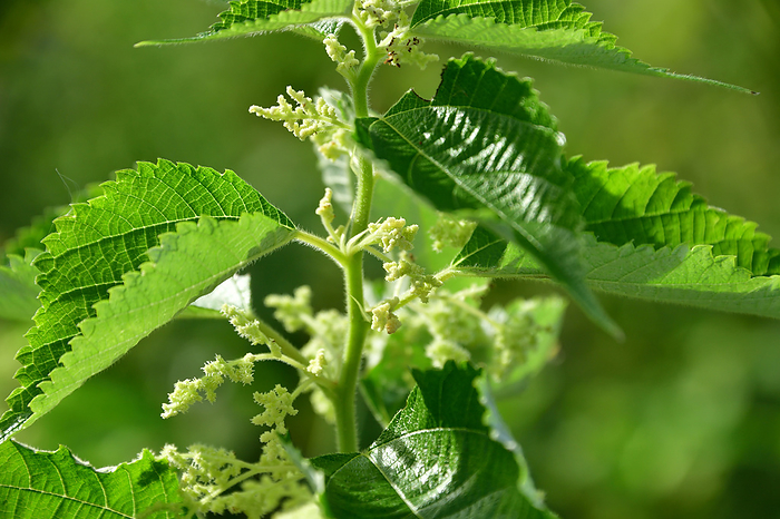 Isuzu River September: White Dew Satoyama September, the 24th day of the 9th lunar month,  Shiro roku. Shiso  plants sprout pale green seeds between the footpaths of rice paddies. Aromatic, annual herb of the Perilla family. In Ise, it is used to make pickled plums.