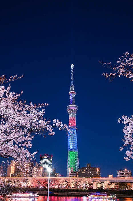 Illuminated Cherry Blossoms and Tokyo Sky Tree Tokyo Spring Scenery