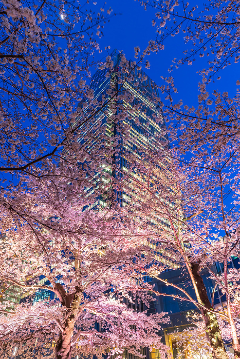 Illuminated Cherry Blossoms and Skyscrapers - Tokyo Spring Scenery