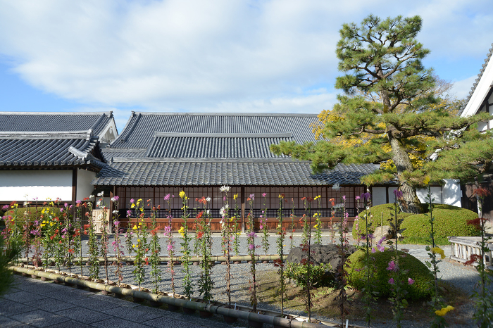 Sagagiku in the precincts of Daikakuji Temple in autumn Saga, Ukyo-ku, Kyoto
