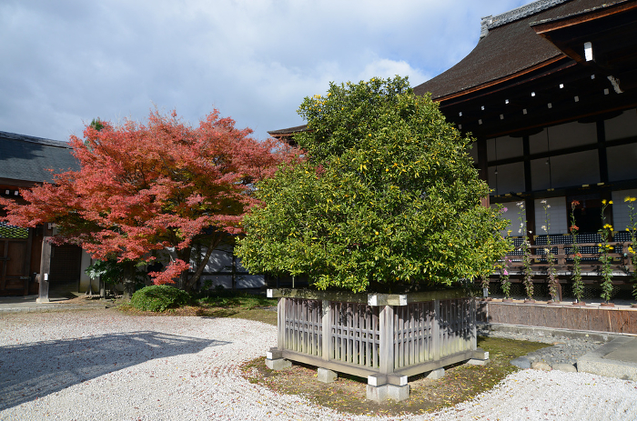 Autumn leaves and tachibana in Shinkoden Hall of Daikakuji Temple, Saga, Ukyo-ku, Kyoto