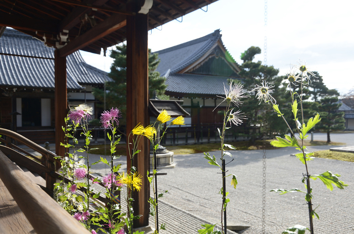 Sagagiku in Daikakuji Temple's Shinkei-mae-den Hall in autumn Saga, Ukyo-ku, Kyoto