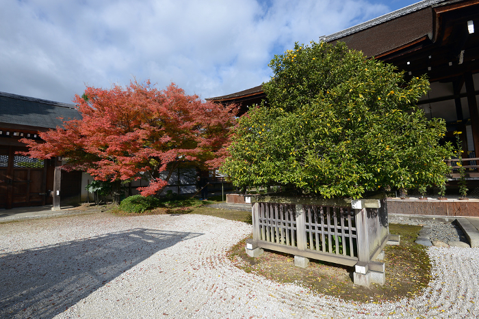 Autumn leaves and tachibana in Shinkoden Hall of Daikakuji Temple, Saga, Ukyo-ku, Kyoto
