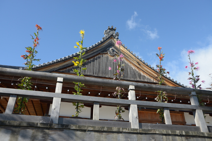 Sagagiku on the stage of Godaido hall of Daikakuji Temple in autumn Saga, Ukyo-ku, Kyoto