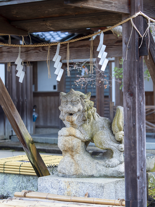 Shrines' hand-watering basin and komainu (guardian dogs)