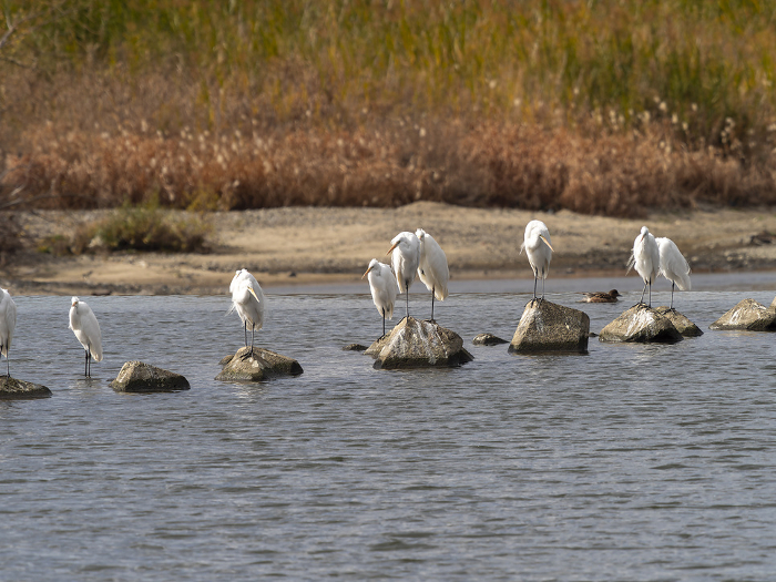 A flock of egrets lined up on river rocks