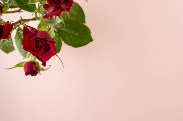 Image of a rose gift in a vase