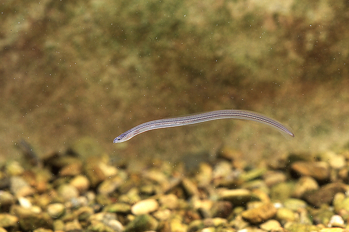 Eptatretus okinoseanus  species of hagfish found in Japan and Taiwan  Transparent shirasu eel. Background is transparent.