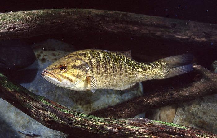 smallmouth bass  Micropterus dolomieu  Specified Invasive Alien Species native to North America. It is called kokuchi bass or smallmouth bass because of its smaller mouth compared to largemouth bass.