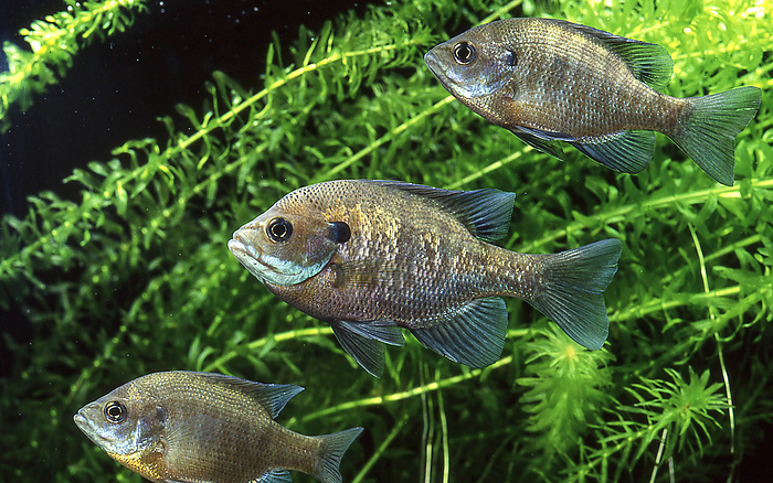 bluegill Specified invasive alien species native to North America. Blue or gill  gill  because of its blue gills.
