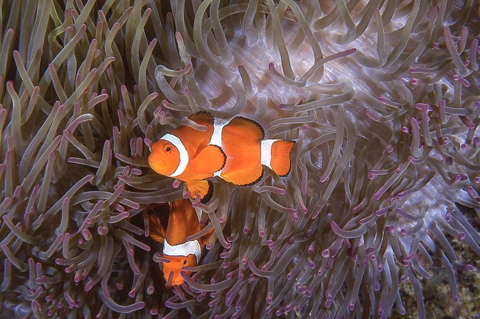 clownfish  Balistoides conspicillum  Symbiotic with sea anemones. Famous as the movie character  Nemo .