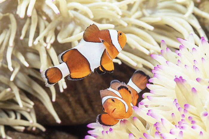 clownfish  Balistoides conspicillum  It has a symbiotic relationship with sea anemones.