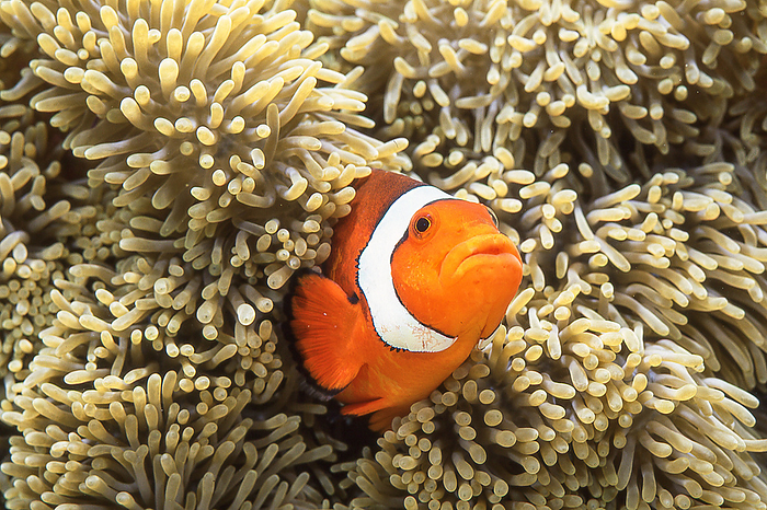 clownfish  Balistoides conspicillum  Peeking out from the sea anemone.