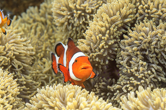 clownfish  Balistoides conspicillum  A clownfish with a lovely expression.
